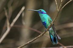 Sparkling Violetear